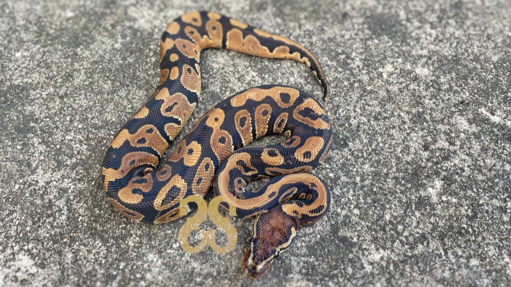 Visual representation of animal only