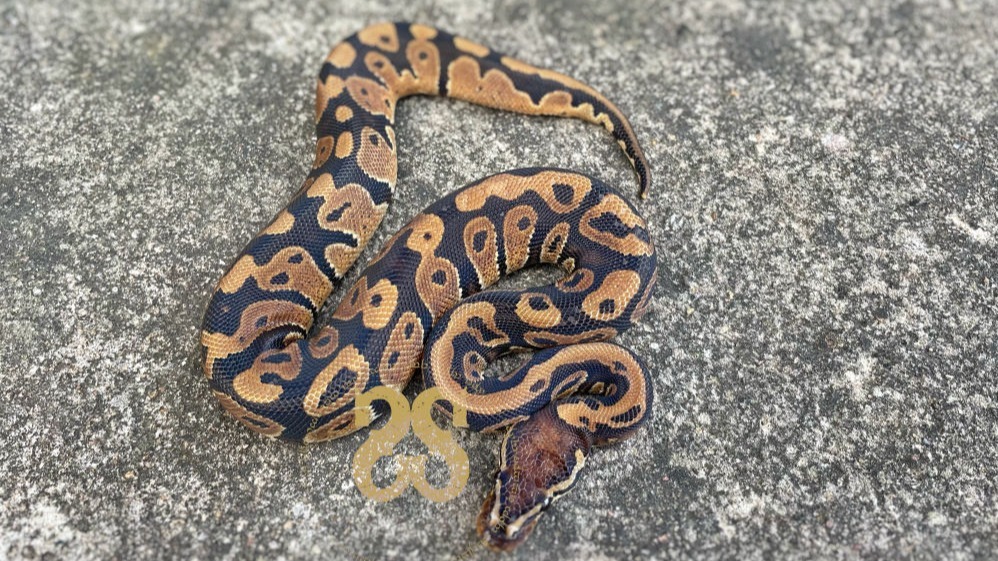 Visual representation of animal only