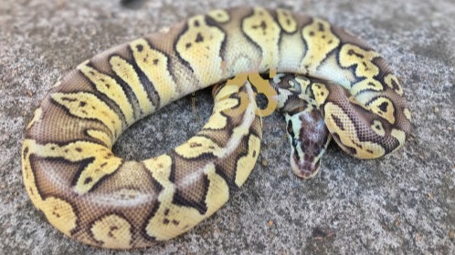 Visual representation of animal only